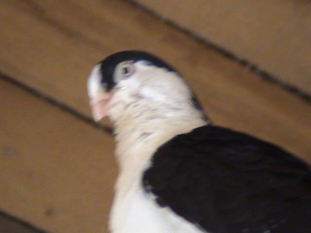 DSC01694