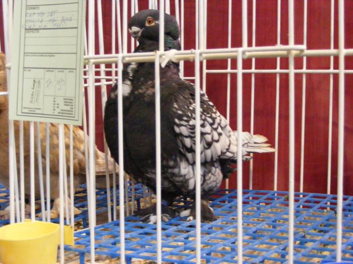 DSCF5662 - expozitia nationala de ornament decembrie  2008