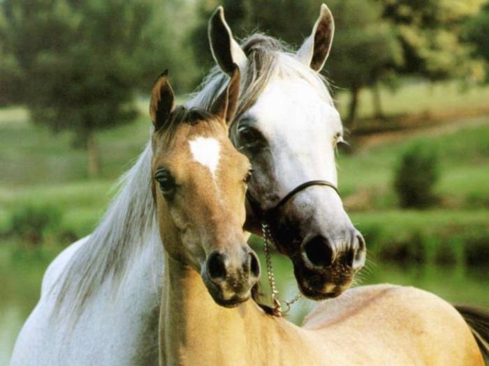 beloved-horses[1] - CAI