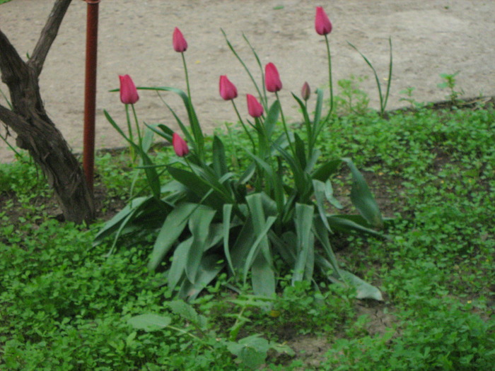 IMG_1048; 58KB ACDSEE JPEG IMAGE4/28/2008 2:44PM
