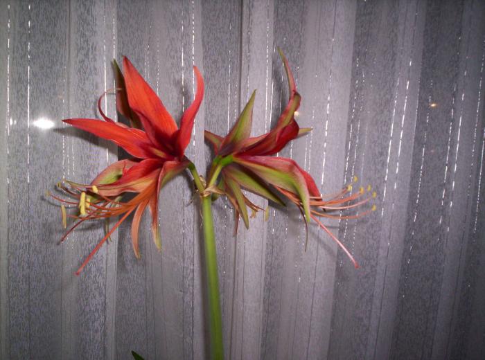 379 Amaryllis Cybister 12 dec 2008 (2) - hippeastrum - amaryllis