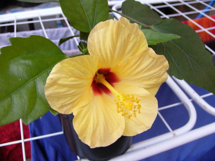 hibiscus