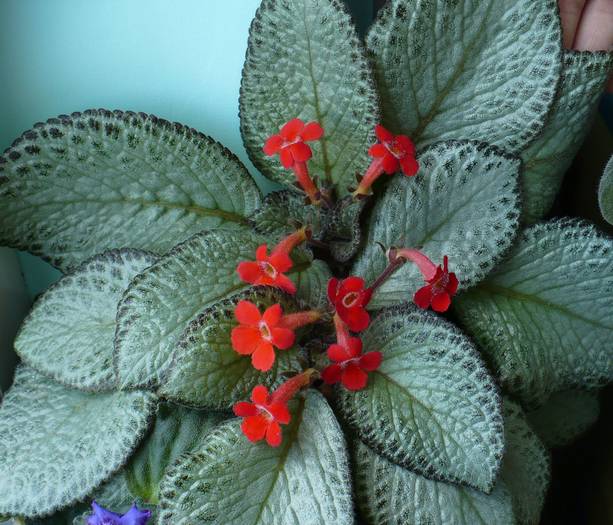 P1130768 - Episcia 2009 - 2010 - 2012 - 2014