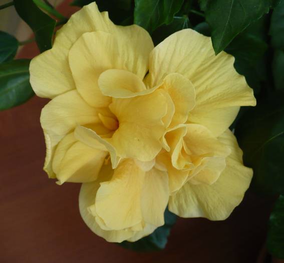P1130972 - HIBISCUSI