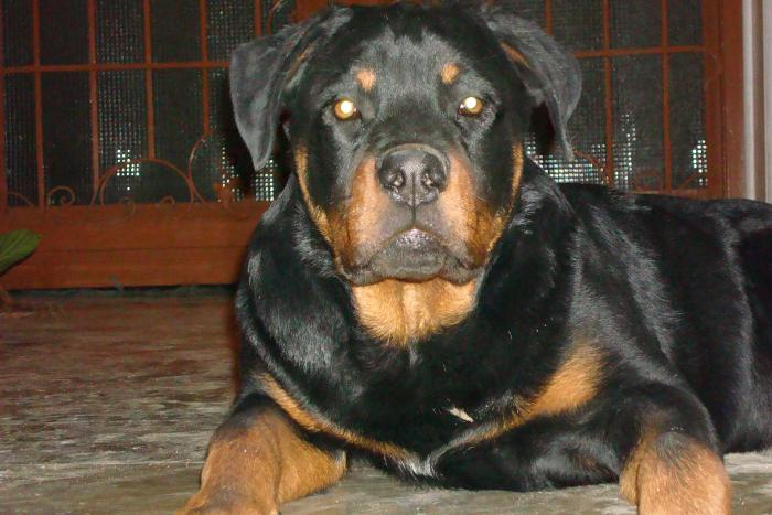 vito 6 luni pui din hassan si amira - ROTTWEILER