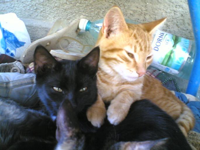 8 - pisici din 2007