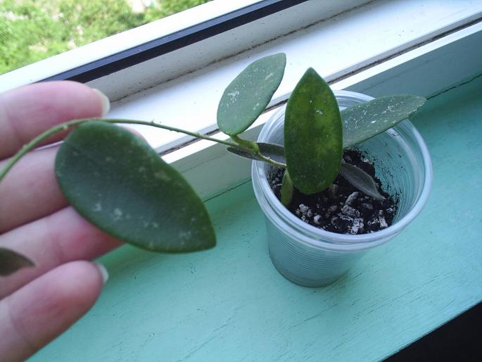 H.thomsonii - Hoya