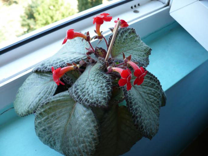 P1020580 - Episcia cupreata