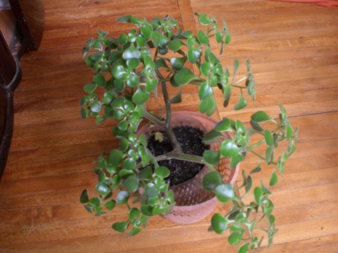 Picture 039; ce este?
