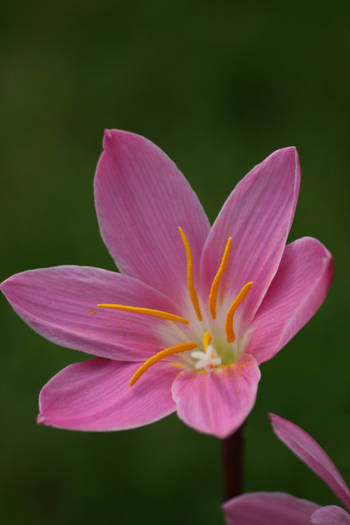 Zephyrantes rosea - plante 2009