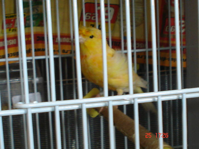 DSC02236 - PASARI CARE NU LE MAI AM - CANARI