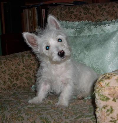 IMGP1222 - West highland white terrier-Cezar