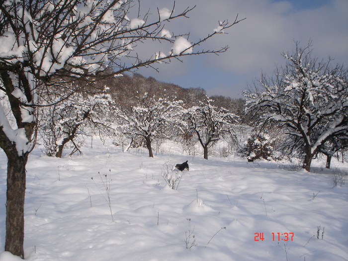 DSC08749 - Bella ianuarie 2010