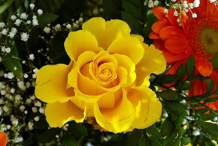 R8 - Roses red and yellow narcissus bouquet