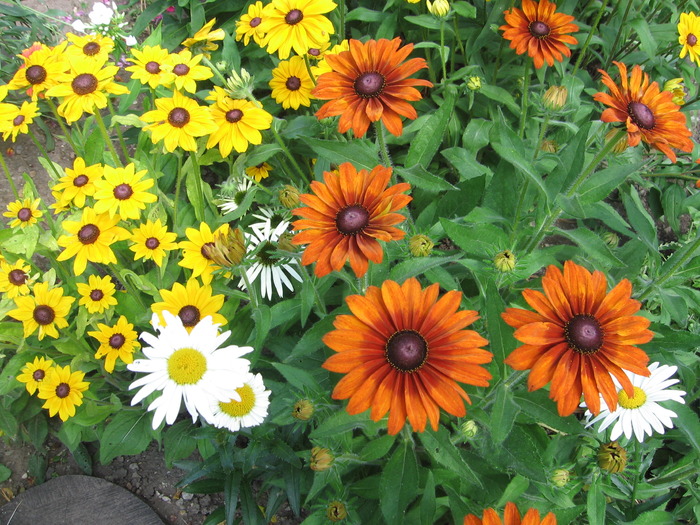 preferatele mele rudbekia - gradina cenusaresei