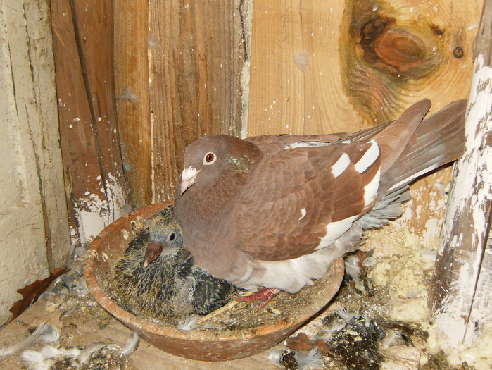 HPIM3058 - porumbei 2009