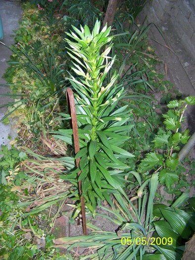 100_1522 - Primavara in curte  Timisoara