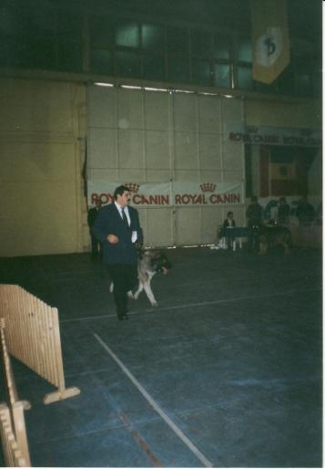 BUCURESTI-HAIDUC-CAC - CAINI-EXPOZITI CANINE