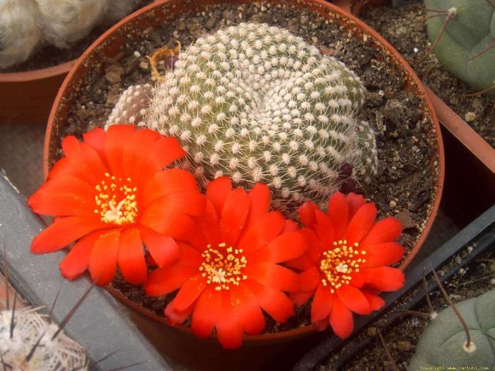 rebutia_krainziana2 - Cactusi care m-au impresionat prin frumusete