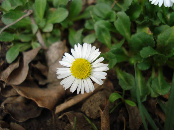 Bellis perennis (2009, April 06) - BELLIS Perennis