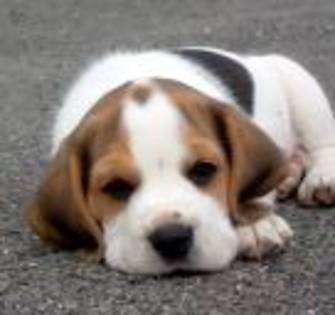 beagle 10 - Beagle puppy