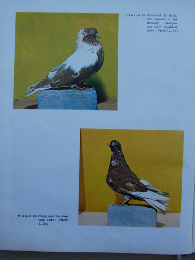 cresterea porumbeilor-peterfi 282 - Carti despre Porumbei - - Books about Pigeons