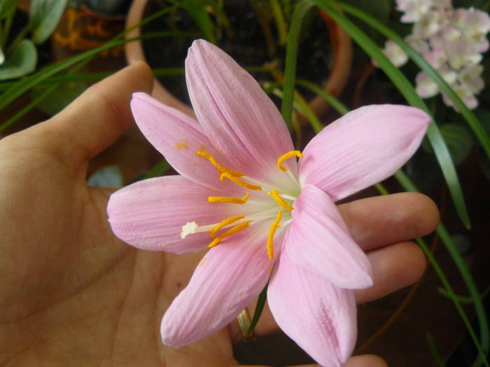 zephyranthes