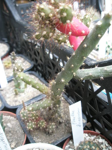 Opuntia salmiana - FRUCTE de cactusi si suculente
