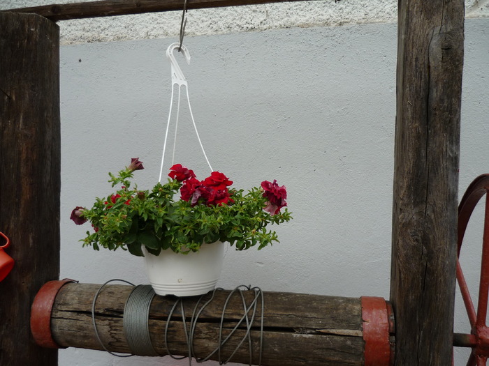 P1000289 - plante flori 2009