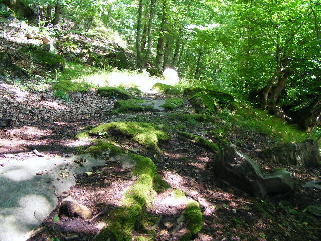 DSCF2448