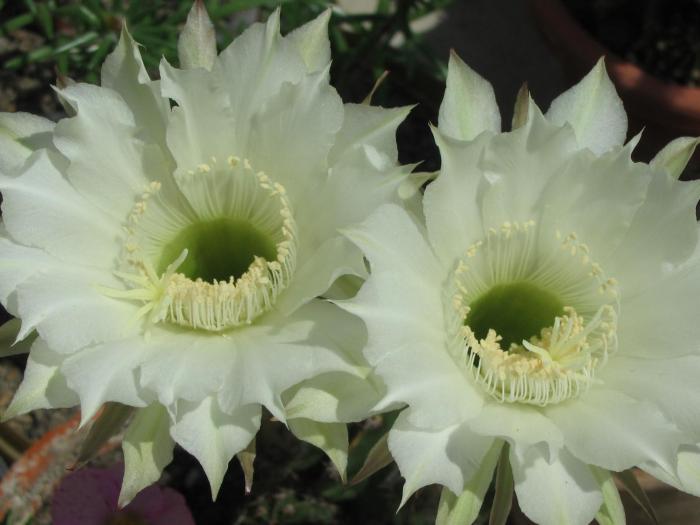 Echinopsis eyriesii - Iunie 2008 - Cactusi