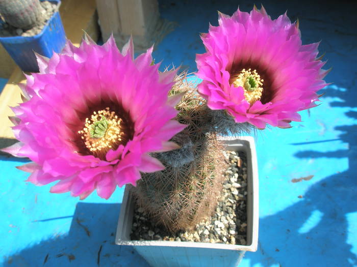 Echinocereus reichenbachii v. baylei - 22.05