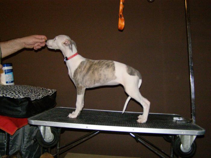 SABY - WHIPPET Boxing Helena s Hisunshine