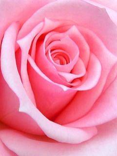 PT FANPOKEMON (trandafir roz)