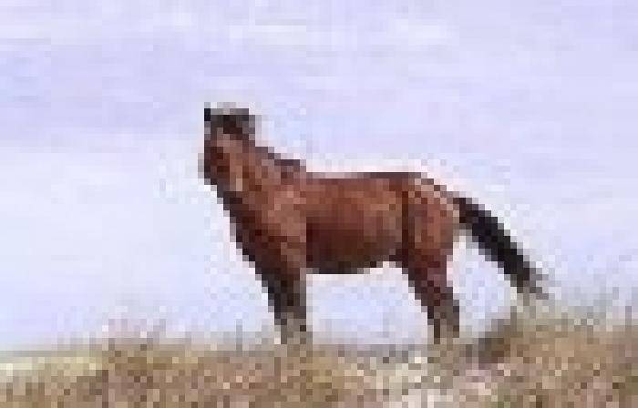 Eu sunt un calut care sta la inaltime