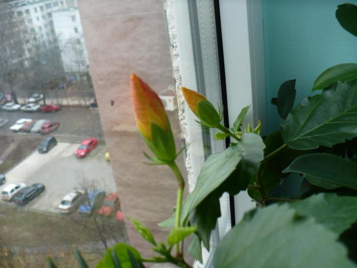 P1080245