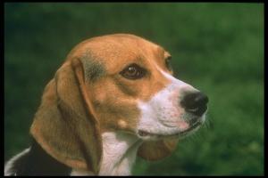 Beagle