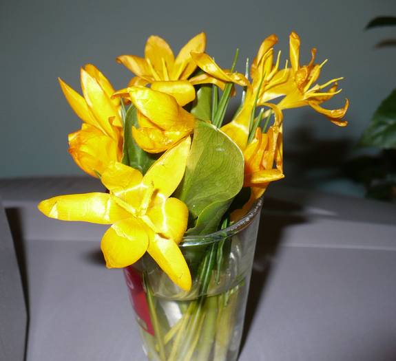 P1090560 - flori diverse