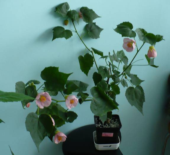 P1140876 - ABUTILONI