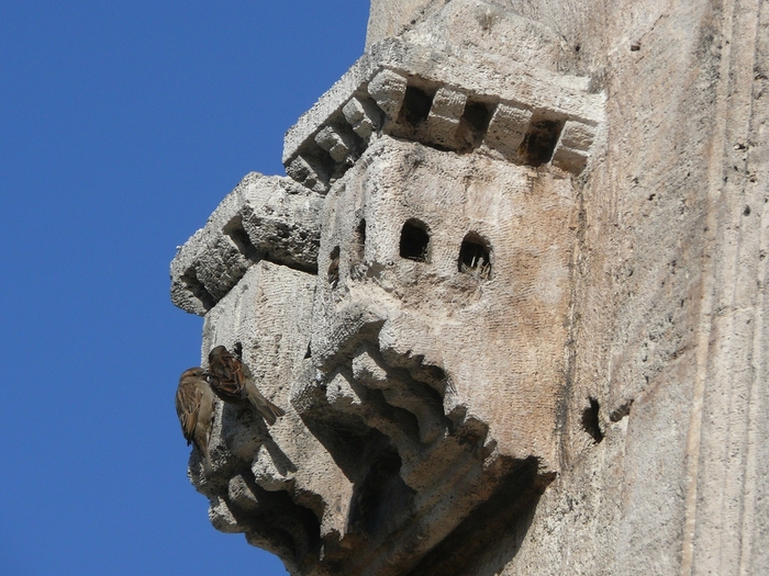 Birdhouse in Istanbul - Turkey