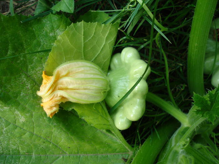 Pattison Squash (2009, August 04) - 08 Garden in August