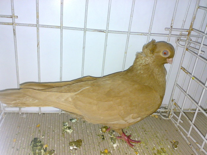 braila 9 - 1509 rom juc 1