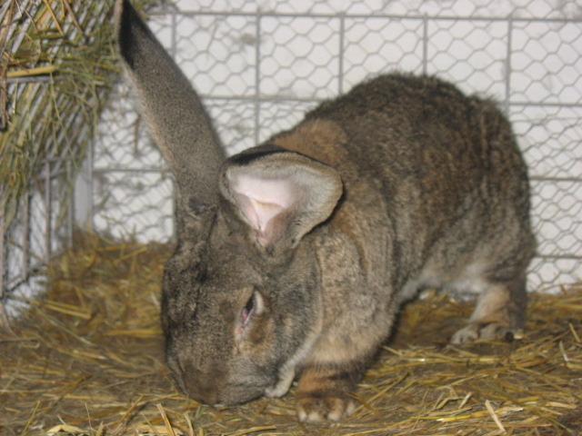 Picture 1552 - iepuri rasa