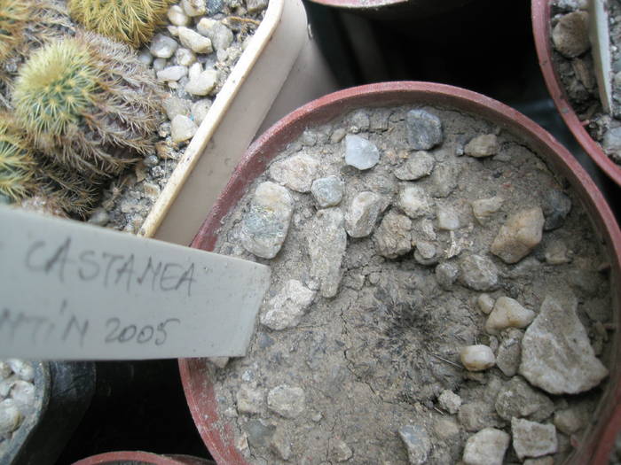 Frailea castanea - cactusi la iernat 2008-2009