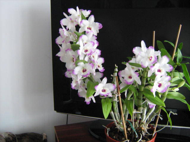 IMG_2286 - Orhideele in 2009