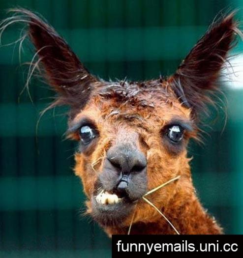funny_animals_37 - Funny Animals