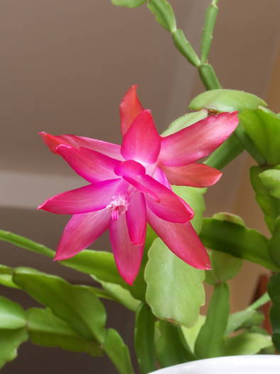 Schlumbergera_truncata_02