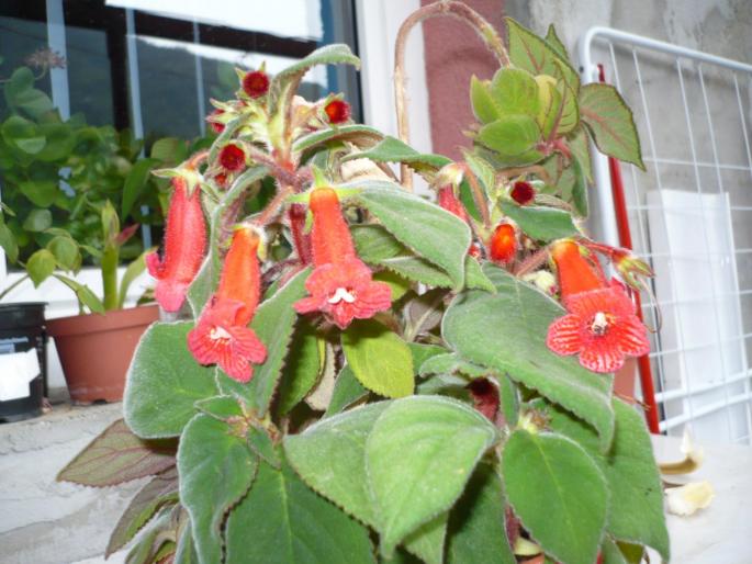 kohleria