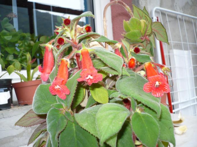 kohleria