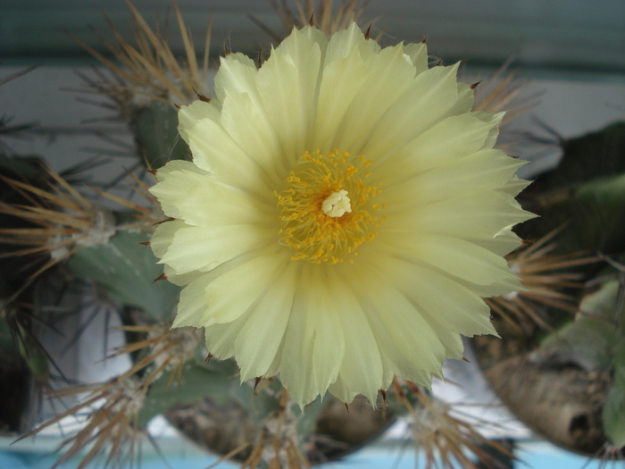 Astrophytum
